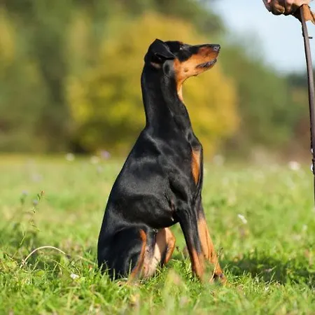 Annie Jouve D'hotes Champassis Отель типа 